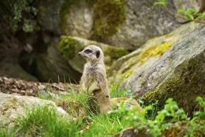 Meerkat (Suricata suricatta) standing between rocks looking around