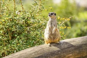 Meerkat (Suricata suricatta) standing sweet and curious on a tree trunk in the desert