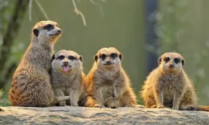 Meerkat (Suricata suricatta), with young