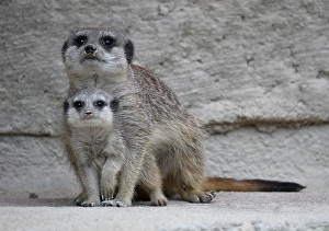 Meerkat (Suricata suricatta), young animal 6 weeks and adult