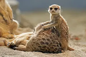 Meerkat (Suricata suricatta), young, captive