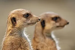 Meerkat (Suricata suricatta), young, captive
