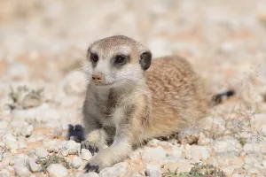 Meerkat (Suricata suricatta), young male
