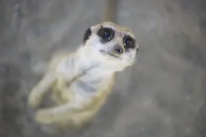 Meerkat or Suricate (Suricata suricatta)