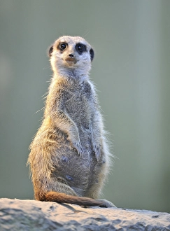 Meerkat or suricate (Suricata suricatta)