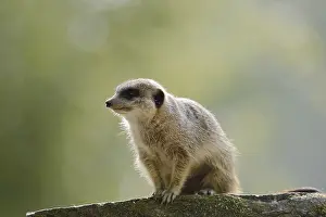 Meerkat or suricate (Suricata suricatta)