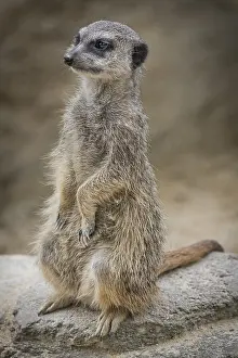 Meerkat or suricate (Suricata suricatta), captive