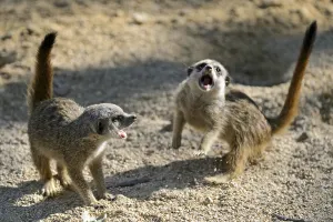 Meerkat, Suricate suricatta, captive