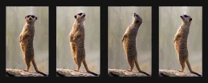 Meerkats, collage, four individual pictures