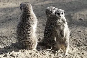 Two meerkats embracing and another standing apart on sandy ground
