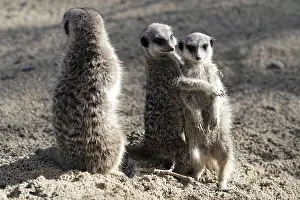 Two meerkats hugging each other while a third stands nearby on sandy ground
