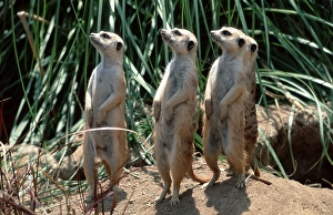 Meerkats (Suricata suricatta)