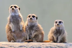 Meerkats (Suricata suricatta)