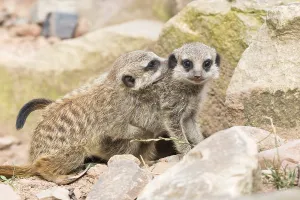 Two Meerkats (Suricata suricatta)