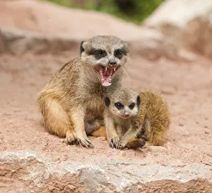 Meerkats (Suricata suricatta), adult and young