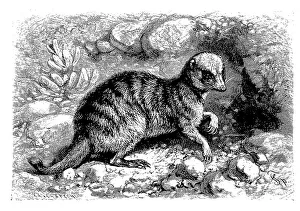 Meerkats (Suricata suricatta), also called suricate or obsoletely Scharrtier