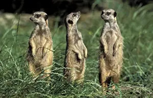 Meerkats (Suricata suricatta), captive