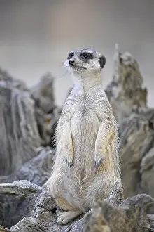 Meerkats (Suricata suricatta), captive