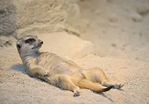 Meerkats (Suricata suricatta), captive