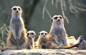 Meerkats (Suricata Suricatta), family