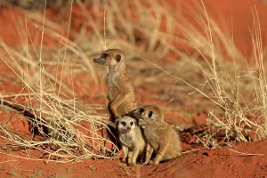 Meerkats (Suricata suricatta), group with young at the den warming up in the morning sun