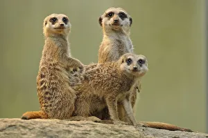 Meerkats (Suricata suricatta), juveniles