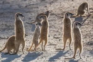 Meerkats (Suricata suricatta) on lookout