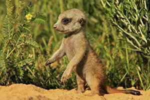 Meerkats (Suricata suricatta) Meerkat