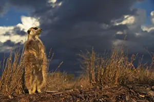 Meerkats (Suricata suricatta) Meerkat