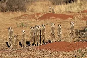 Meerkats (Suricata suricatta), meerkat