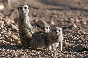 Meerkats (Suricata suricatta), Namibia, Africa
