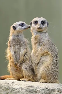 Meerkats (Suricata suricatta), native to Africa