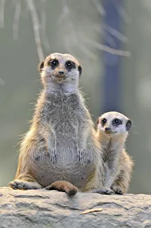 Meerkats (Suricata suricatta), parent and young