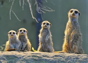 Meerkats (Suricata suricatta), parent and three young