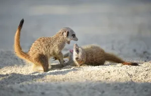 Meerkats (Suricata suricatta), playing young