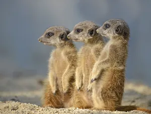 Meerkats (Suricata suricatta), pups