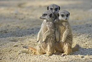 Meerkats (Suricata suricatta), pups