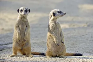 Meerkats (Suricata suricatta), pups