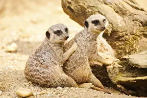 Meerkats (Suricata suricatta) sitting on the ground
