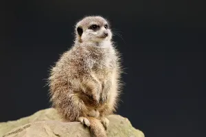 Meerkats (Suricata suricatta) sitting on a stone