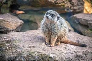 Meerkats (Suricata suricatta) in their territory with their usual behaviour