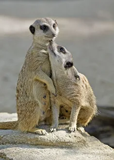 Meerkats (Suricata suricatta), young