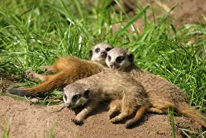 Meerkats (Suricata suricatta), young animals