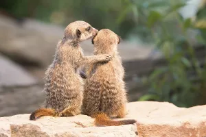 Two Meerkats (Suricata suricatta), young, captive