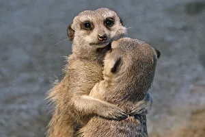 Meerkats (Suricata suricatta) young embracing