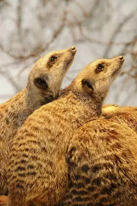 Meerkats or Suricates (Suricata Suricatta)