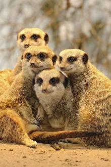 Meerkats or Suricates (Suricata Suricatta)