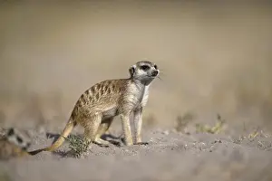 Meerkats or suricates (Suricata suricatta)
