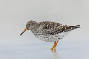 Meerstrandlaeufer, Calidris maritima Purple Sandpiper