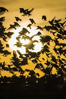A mega flock of red-billed quelea (Quelea quelea)